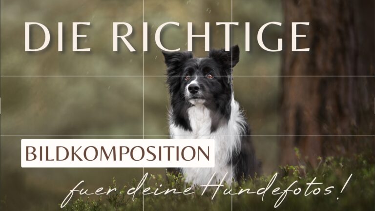 Bildkomposition & Bildaufbau – Fotospots für deine Hundefotos finden