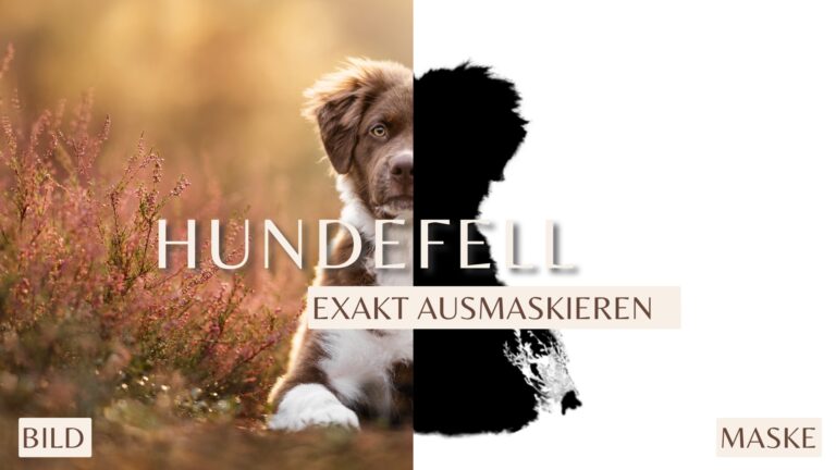 Haargenaue Masken in Photoshop: So maskierst du Hunde perfekt aus