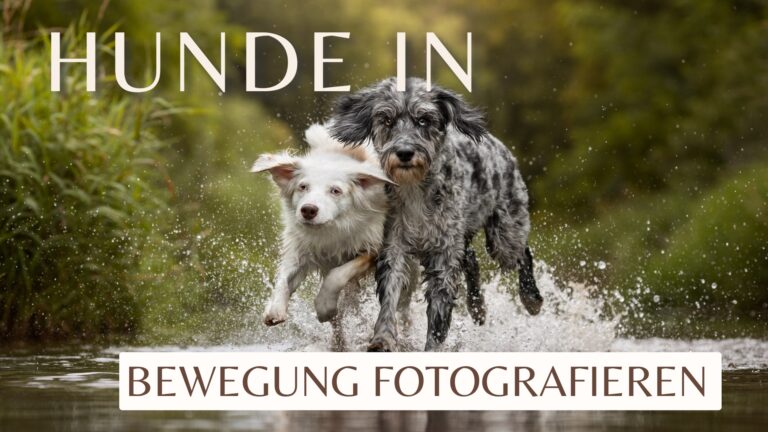 10 Tipps für Actionfotos von Hunden